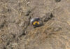Suspected Drone-Dropped Packet With Drugs Recovered In Jammu Border Belt