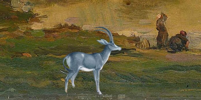 bluebuck
