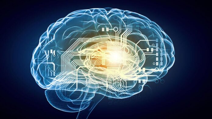 brain