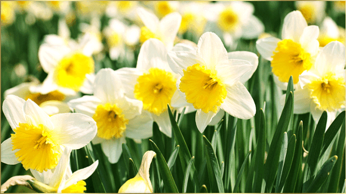 daff