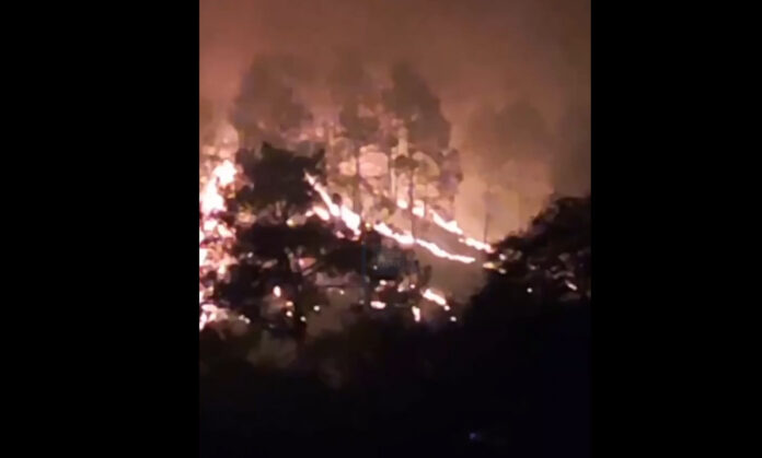 forest fire