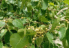 The Iron Lady Beneath the Neem and Peepal