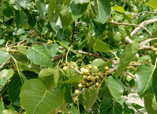 The Iron Lady Beneath the Neem and Peepal
