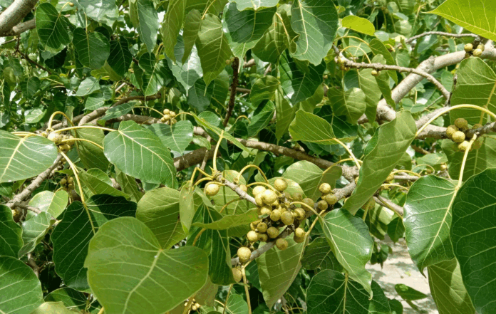 neem