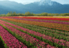 Fields of Wonder: The Tulip Bloom
