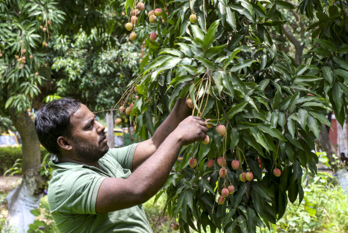 Agriculture: Litchi in Jammu