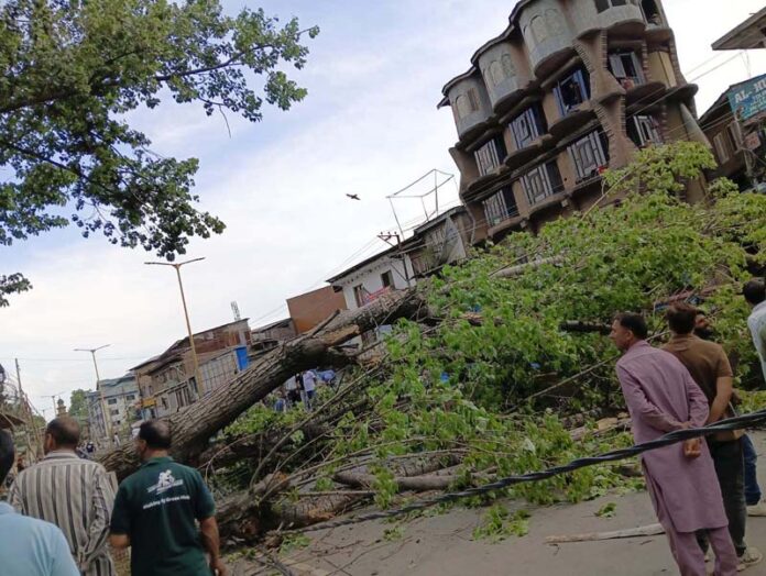 An uprooted tree on Janglat Mandi-Lal Chowk road in Anantnag. -Excelsior/Sajad Dar An uprooted tree on Janglat Mandi-Lal Chowk road in Anantnag. -Excelsior/Sajad Dar