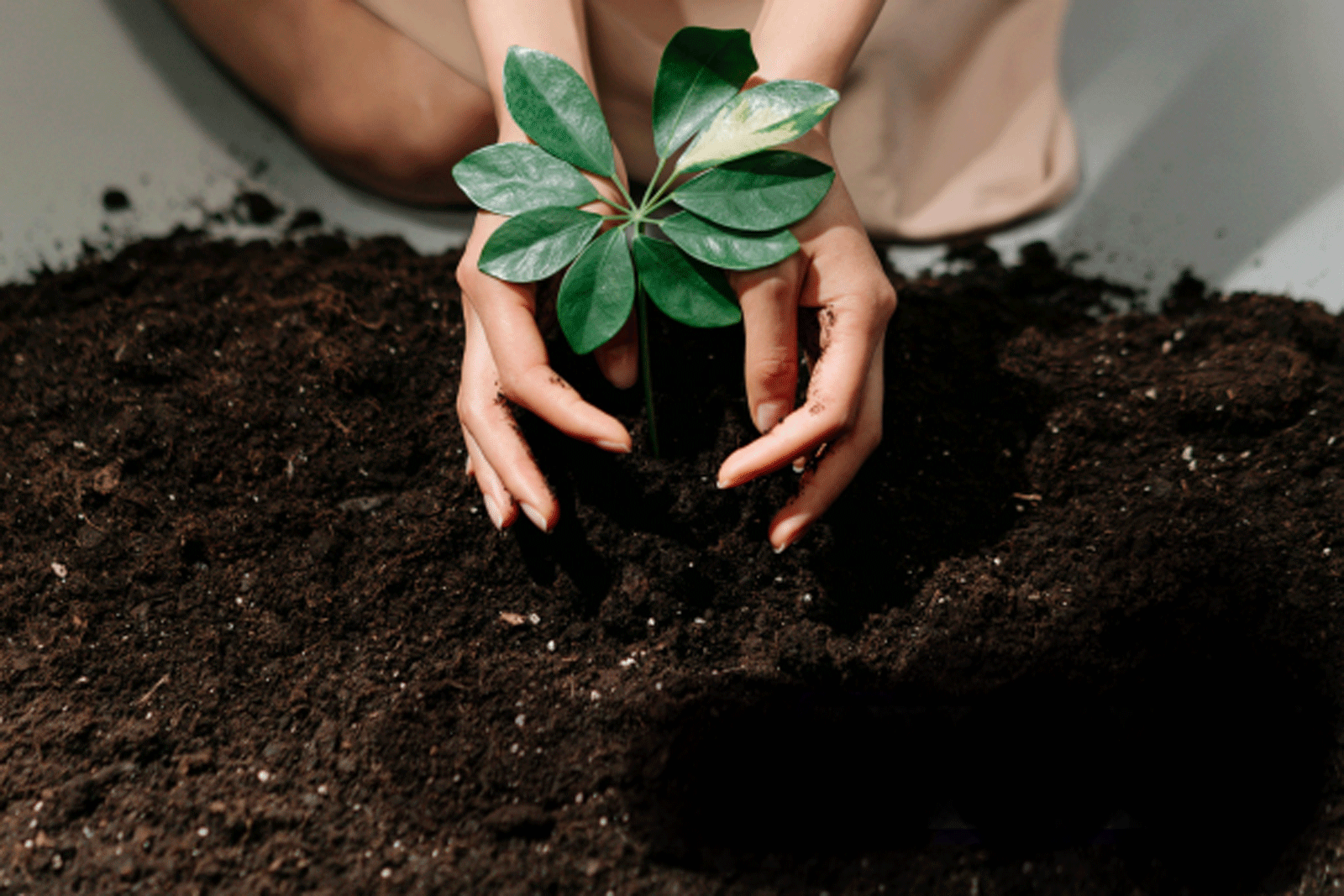 Plant a Tree Today-Leave a Legacy for Tomorrow